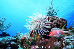 Cozumel, 15MM, Nikonos by John Strickland 